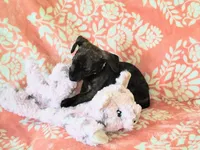 Peanut, a female Miniature Dachshund for sale in Limestone, TN – Photo 1 of 8