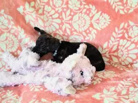 Peanut, a female Miniature Dachshund for sale in Limestone, TN – Photo 2 of 8