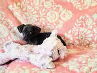 Peanut, a female Miniature Dachshund for sale in Limestone, TN – Photo 4 of 8