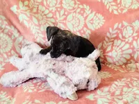 Peanut, a female Miniature Dachshund for sale in Limestone, TN – Photo 3 of 8