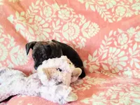 Peanut, a female Miniature Dachshund for sale in Limestone, TN – Photo 5 of 8