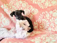 Peanut, a female Miniature Dachshund for sale in Limestone, TN – Photo 6 of 8