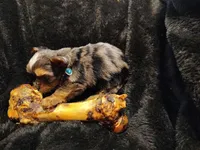 Begal, a male Yorkshire Terrier for sale in Limestone, TN – Photo 2 of 3