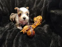 Amigo, a male Yorkshire Terrier for sale in Limestone, TN – Photo 2 of 3