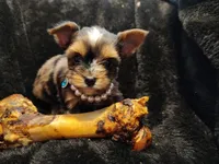 Begal, a male Yorkshire Terrier for sale in Limestone, TN – Photo 1 of 3