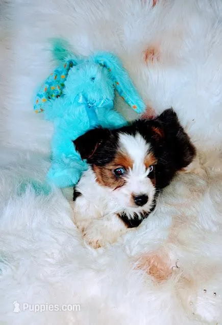 Amigo – Yorkshire Terrier puppy for sale in Limestone, TN