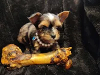 Begal, a male Yorkshire Terrier for sale in Limestone, TN – Photo 3 of 3