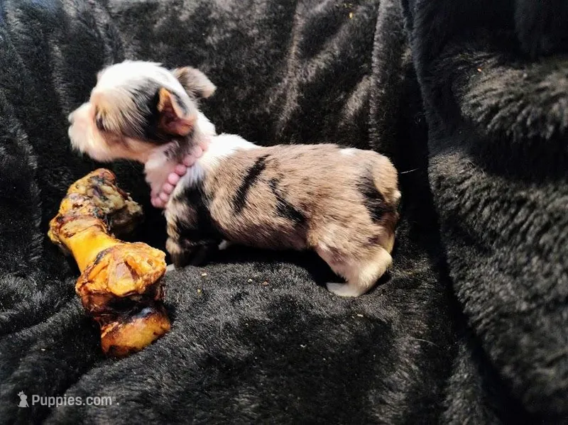 Amigo – Yorkshire Terrier puppy for sale in Limestone, TN