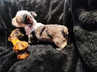 Amigo, a male Yorkshire Terrier for sale in Limestone, TN – Photo 1 of 3