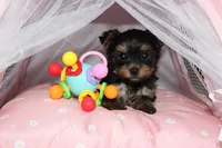 Muffin, a female Yorkshire Terrier for sale in Limestone, TN – Photo 3 of 8