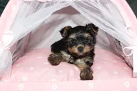 Muffin, a female Yorkshire Terrier for sale in Limestone, TN – Photo 5 of 8