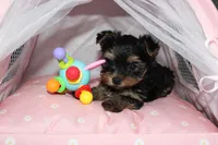Muffin, a female Yorkshire Terrier for sale in Limestone, TN – Photo 7 of 8