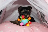 Muffin, a female Yorkshire Terrier for sale in Limestone, TN – Photo 8 of 8