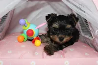 Muffin, a female Yorkshire Terrier for sale in Limestone, TN – Photo 4 of 8