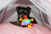 Muffin, a female Yorkshire Terrier for sale in Limestone, TN – Photo 2 of 8