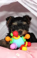 Muffin, a female Yorkshire Terrier for sale in Limestone, TN – Photo 1 of 8