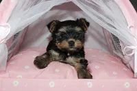 Muffin, a female Yorkshire Terrier for sale in Limestone, TN – Photo 6 of 8