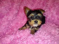 Sophie, a female Yorkshire Terrier for sale in Limestone, TN – Photo 2 of 3