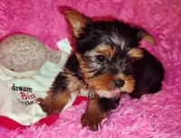 Sophie, a female Yorkshire Terrier for sale in Limestone, TN – Photo 3 of 3