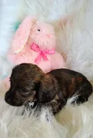 Reece girl, a female Chihuahua and Miniature Dachshund for sale in Limestone, TN – Photo 3 of 5