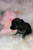 Reece girl, a female Chihuahua and Miniature Dachshund for sale in Limestone, TN – Photo 4 of 5