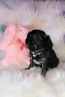 Reece girl, a female Chihuahua and Miniature Dachshund for sale in Limestone, TN – Photo 5 of 5