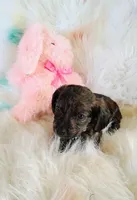 Reece girl, a female Chihuahua and Miniature Dachshund for sale in Limestone, TN – Photo 2 of 5