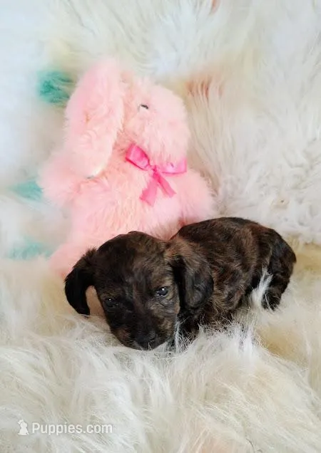 Reece girl – Chihuahua, Miniature Dachshund puppy for sale in Limestone, TN