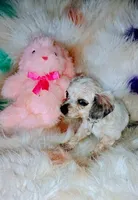 Ashley, a female Chihuahua and Miniature Dachshund for sale in Limestone, TN – Photo 2 of 5