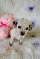 Ashley, a female Chihuahua and Miniature Dachshund for sale in Limestone, TN – Photo 3 of 5