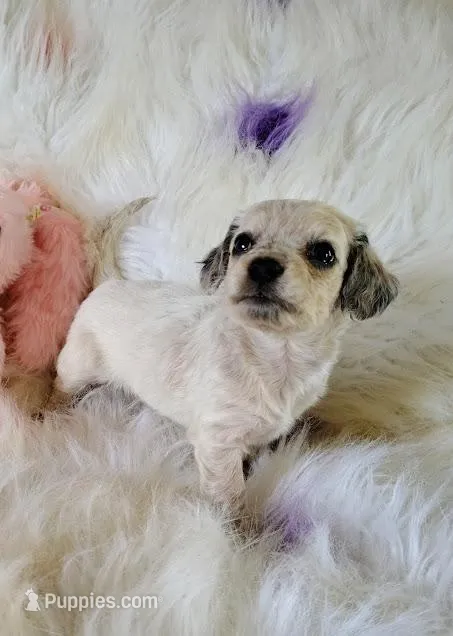 Ashley – Miniature Dachshund puppy for sale in Limestone, TN