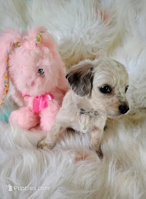 Ashley – Chihuahua, Miniature Dachshund puppy for sale in Limestone, TN