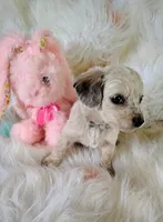 Ashley, a female Chihuahua and Miniature Dachshund for sale in Limestone, TN – Photo 1 of 5