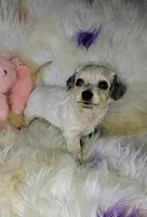 Ashley, a female Chihuahua and Miniature Dachshund for sale in Limestone, TN – Photo 4 of 5