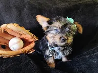 Freddy, a male Yorkshire Terrier for sale in Limestone, TN – Photo 4 of 6