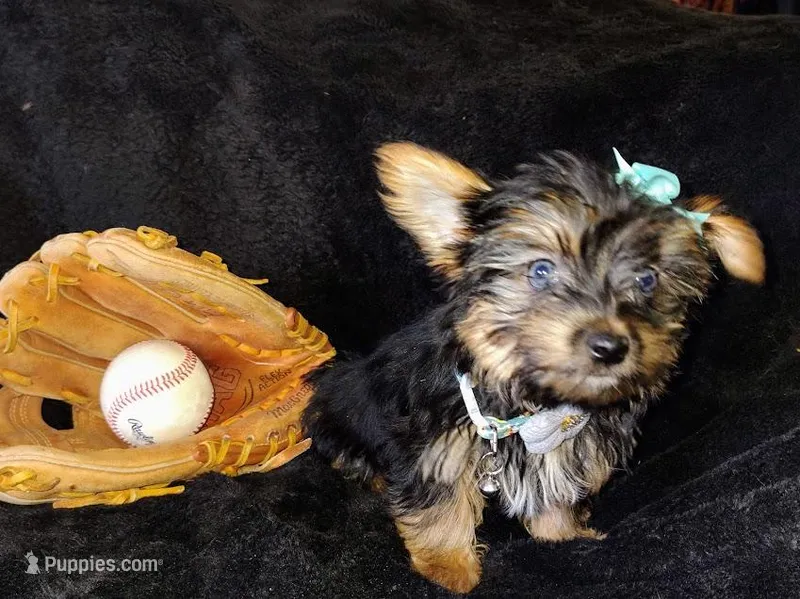 Freddy blue eyes – Yorkshire Terrier puppy for sale in Limestone, TN