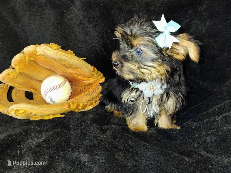 Freddy – Yorkshire Terrier puppy for sale in Limestone, TN