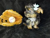 Freddy, a male Yorkshire Terrier for sale in Limestone, TN – Photo 1 of 6