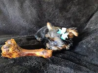 Freddy, a male Yorkshire Terrier for sale in Limestone, TN – Photo 5 of 6