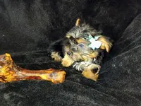 Freddy, a male Yorkshire Terrier for sale in Limestone, TN – Photo 6 of 6