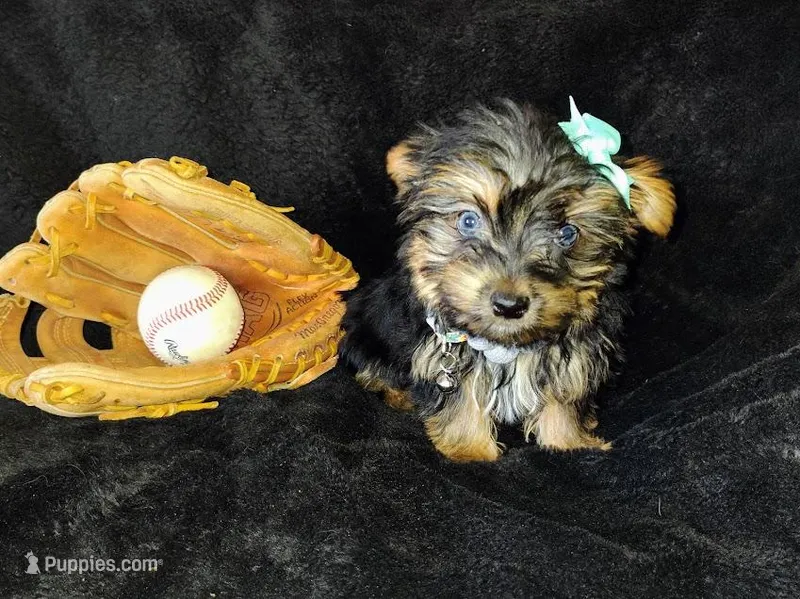Freddy blue eyes – Yorkshire Terrier puppy for sale in Limestone, TN