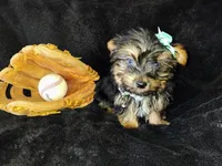 Freddy, a male Yorkshire Terrier for sale in Limestone, TN – Photo 2 of 6