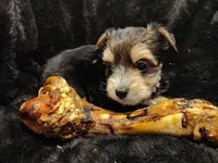 Willey, a female Yorkshire Terrier for sale in Limestone, TN – Photo 2 of 3