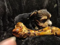 Willey, a female Yorkshire Terrier for sale in Limestone, TN – Photo 1 of 3