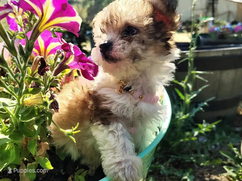 Little Miss – Yorkipoo puppy for sale in Limestone, TN