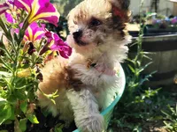 Little Miss, a female Yorkipoo for sale in Limestone, TN – 1 of 4