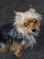 Grace small, a female Yorkshire Terrier for sale in Limestone, TN – 5 of 6