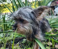 Grace small, a female Yorkshire Terrier for sale in Limestone, TN – 3 of 6