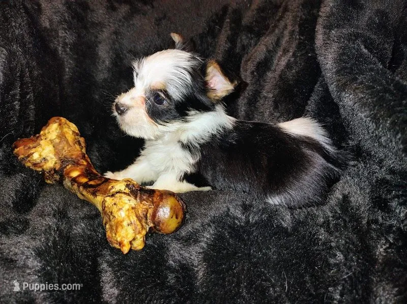 Bullseye – Yorkshire Terrier puppy for sale in Limestone, TN