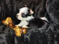 Bullseye, a male Yorkshire Terrier for sale in Limestone, TN – Photo 2 of 2